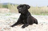 CANE CORSO 564